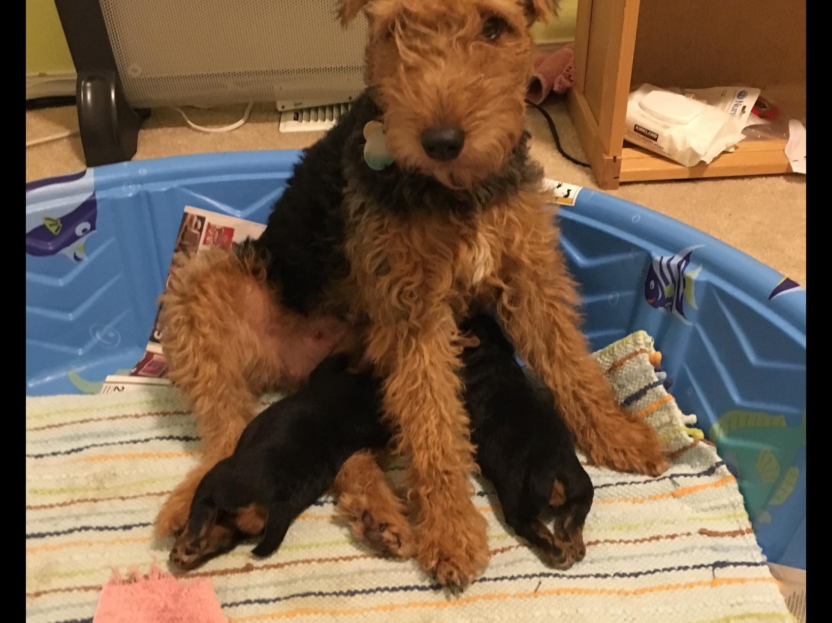 Taneum Welsh Terriers Puppies For Sale
