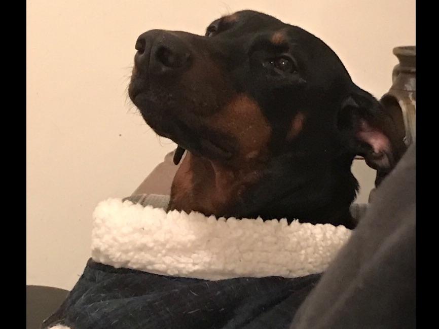 Danielle's Dobermans Puppies For Sale