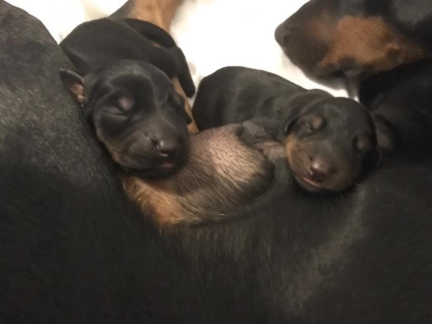 Danielle's Dobermans Puppies For Sale