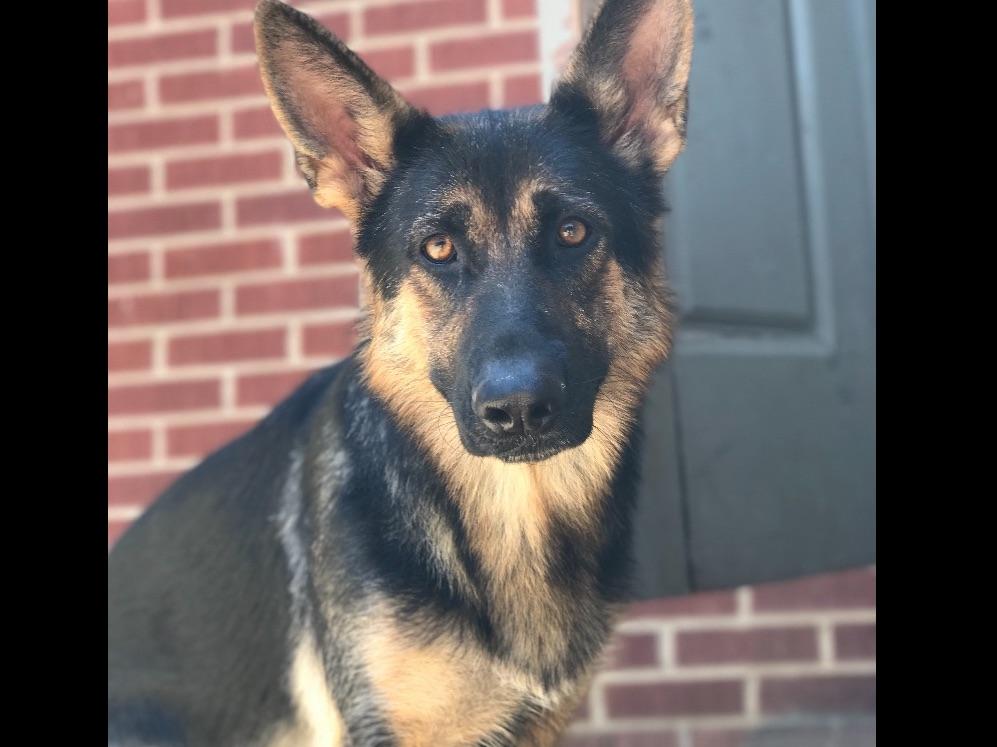 Magnus Lupus Kennels German Shepherd Dog Puppies For Sale