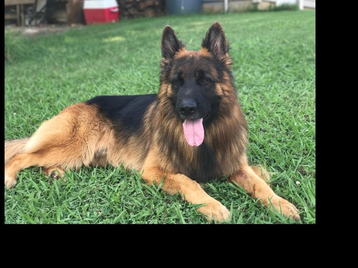 Magnus Lupus Kennels German Shepherd Dog Puppies For Sale