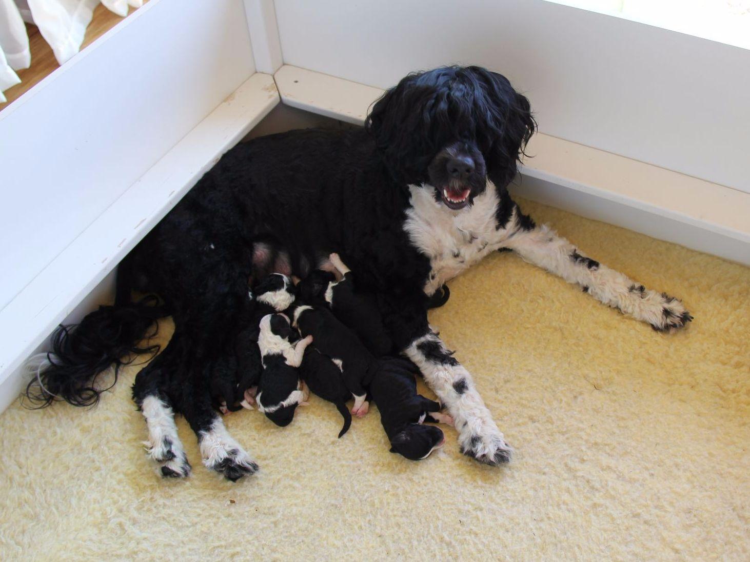 MATRES AKC Registered Portuguese Water Dogs Portuguese Water Dog