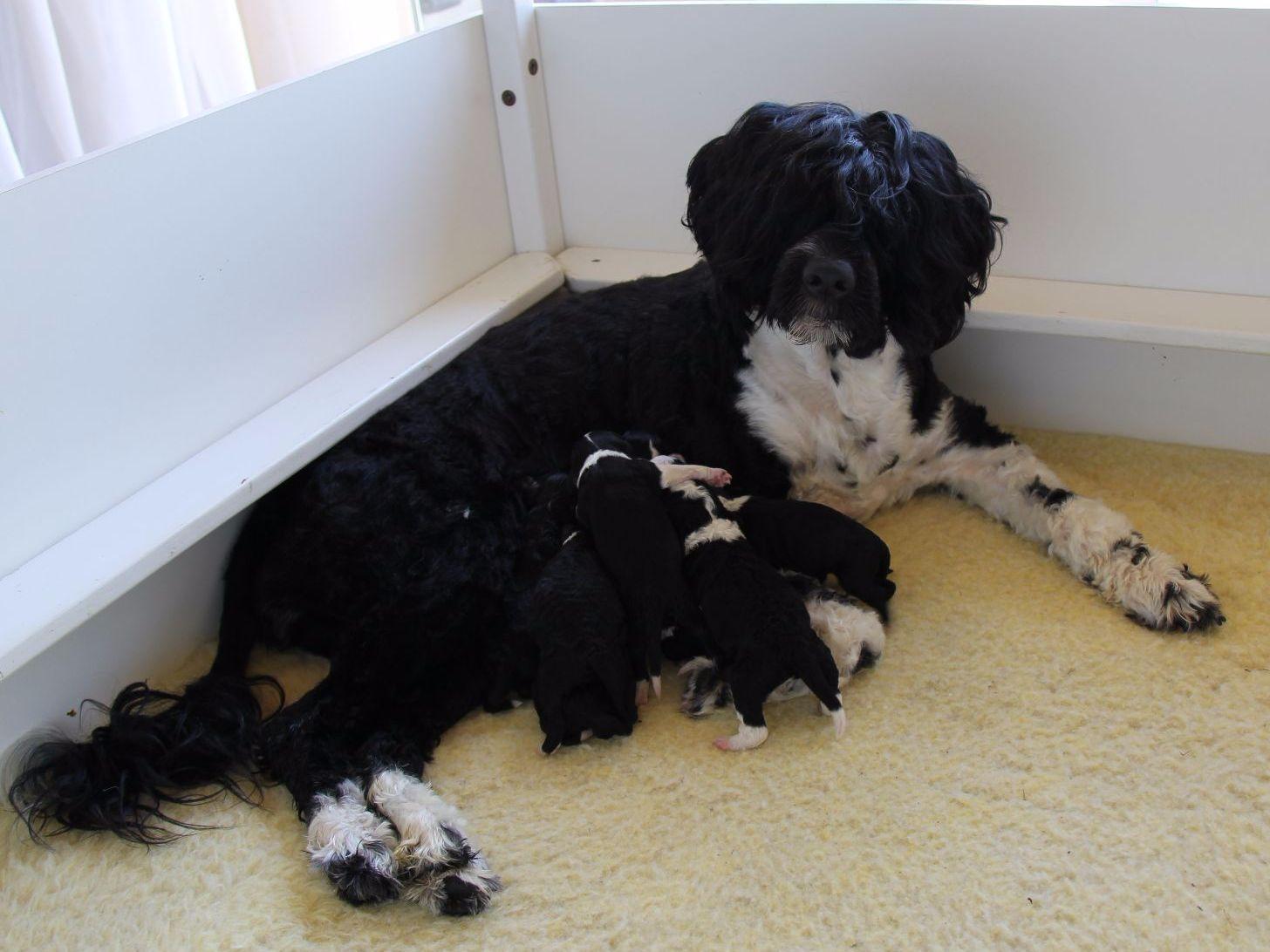 MATRES AKC Registered Portuguese Water Dogs Portuguese Water Dog