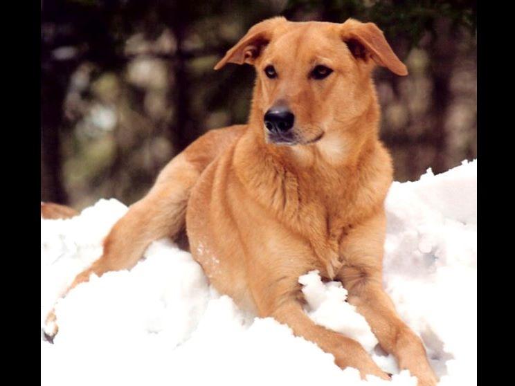 Intervale Chinooks Chinook Puppies For Sale