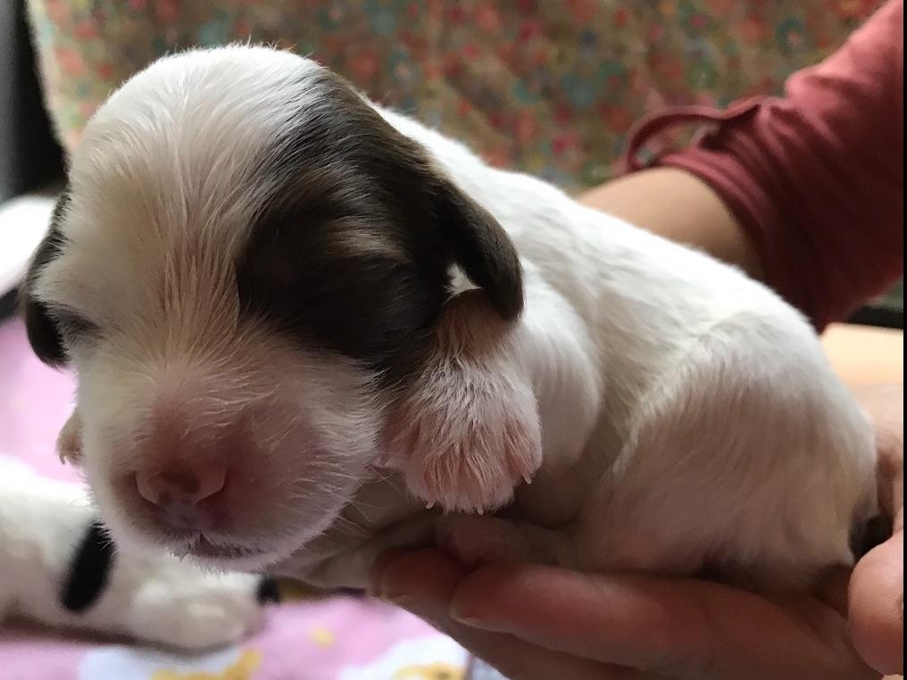 lowland sheepdog puppies for sale snowhill pons lowland sheepdog puppies for sale lowland sheepdog puppies for sale snowhill pons lowland sheepdog puppies for sale