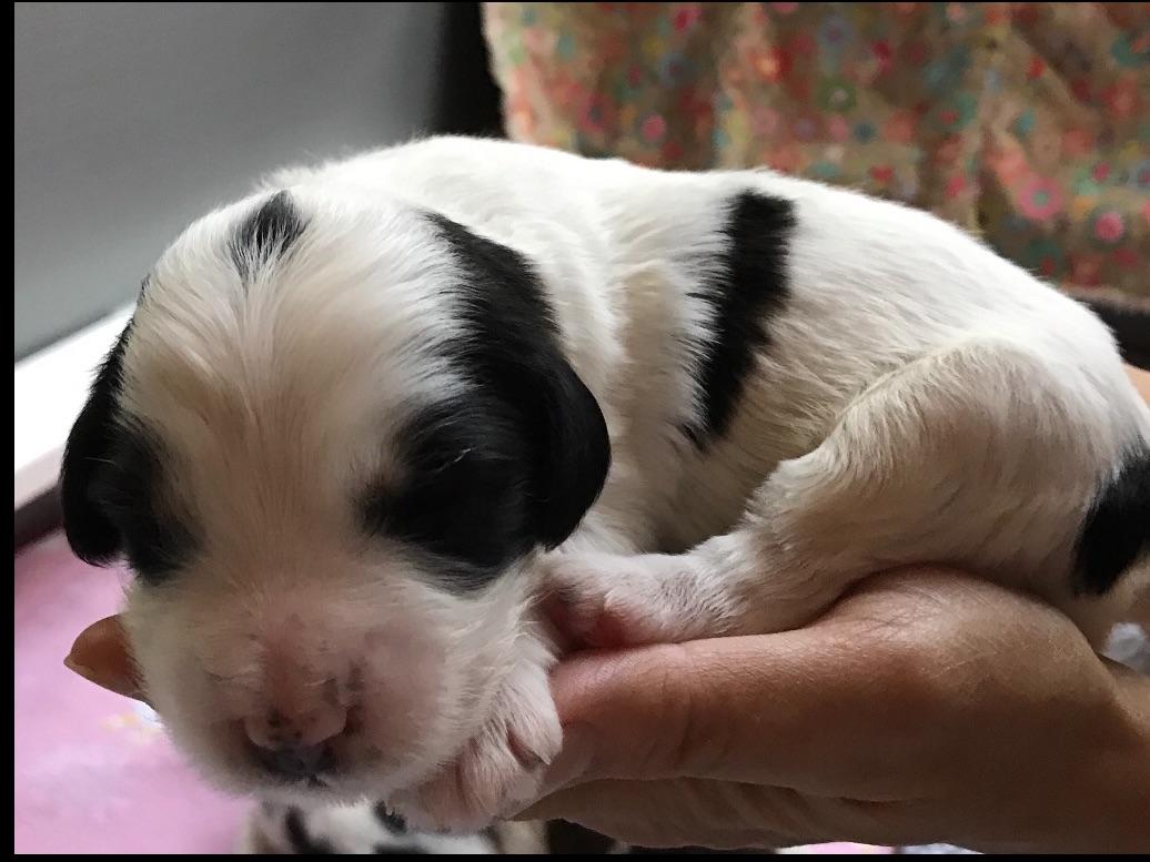 lowland sheepdog puppies for sale snowhill pons lowland sheepdog puppies for sale lowland sheepdog puppies for sale snowhill pons lowland sheepdog puppies for sale
