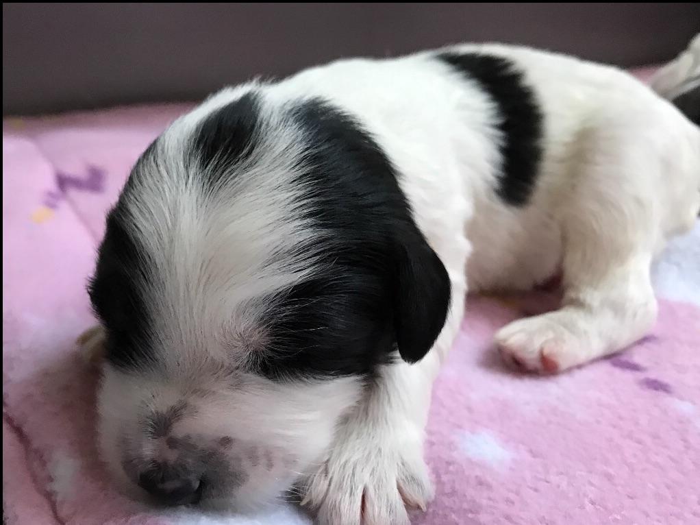 lowland sheepdog puppies for sale snowhill pons lowland sheepdog puppies for sale lowland sheepdog puppies for sale snowhill pons lowland sheepdog puppies for sale