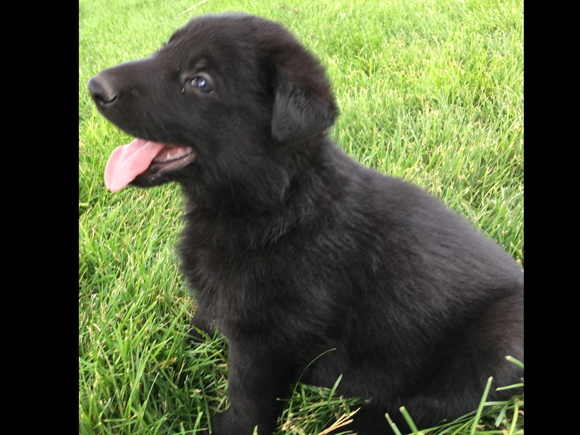 Shaw Family Kennel German Shepherd Dog Puppies For Sale