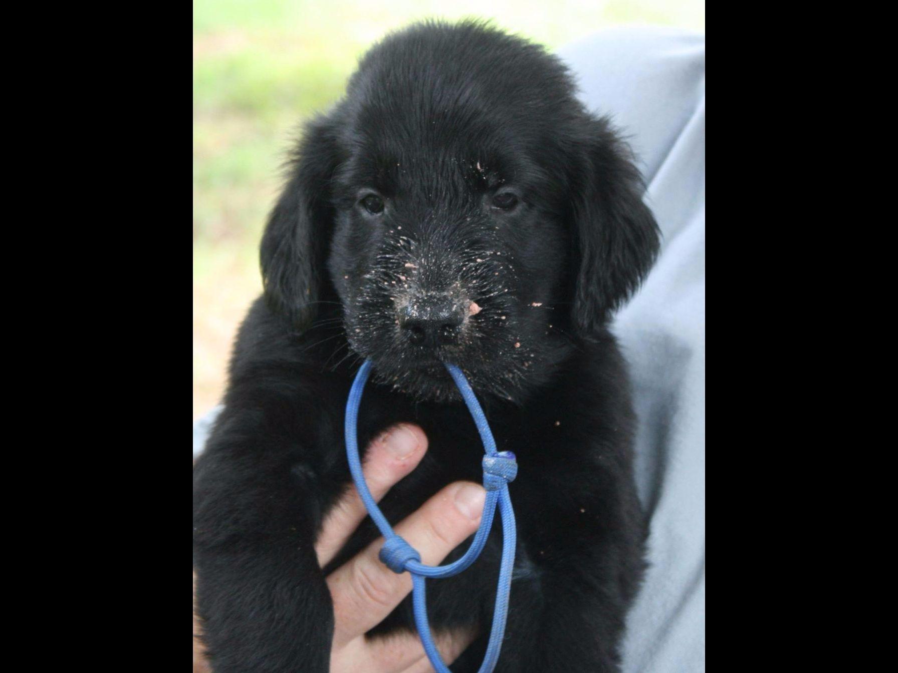 Bertschire FlatCoated Retriever Puppies For Sale