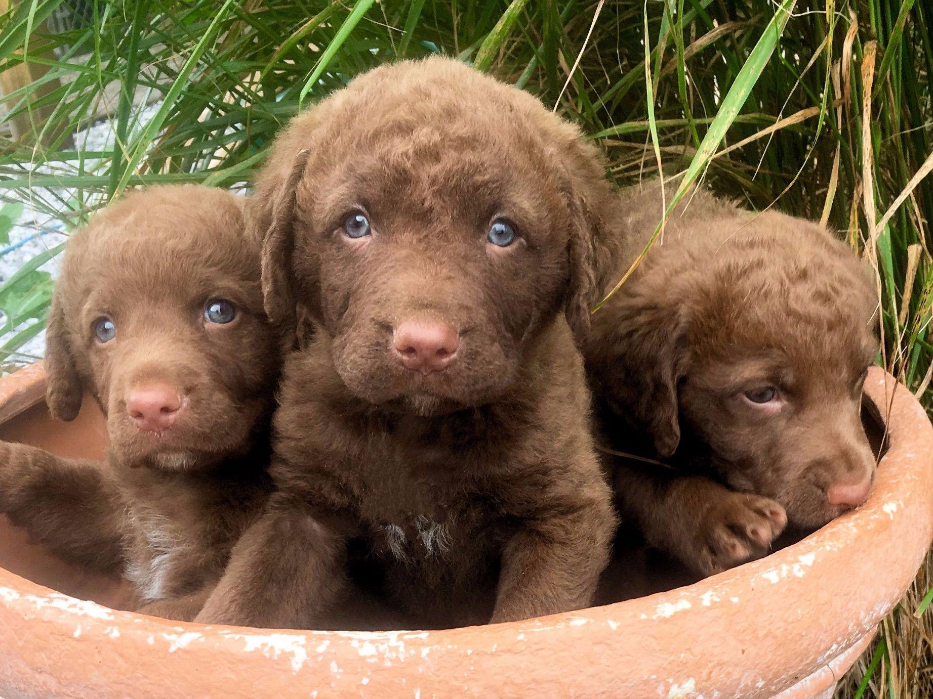 LongMeadow Kennels Chesapeake Bay Retriever Puppies For Sale