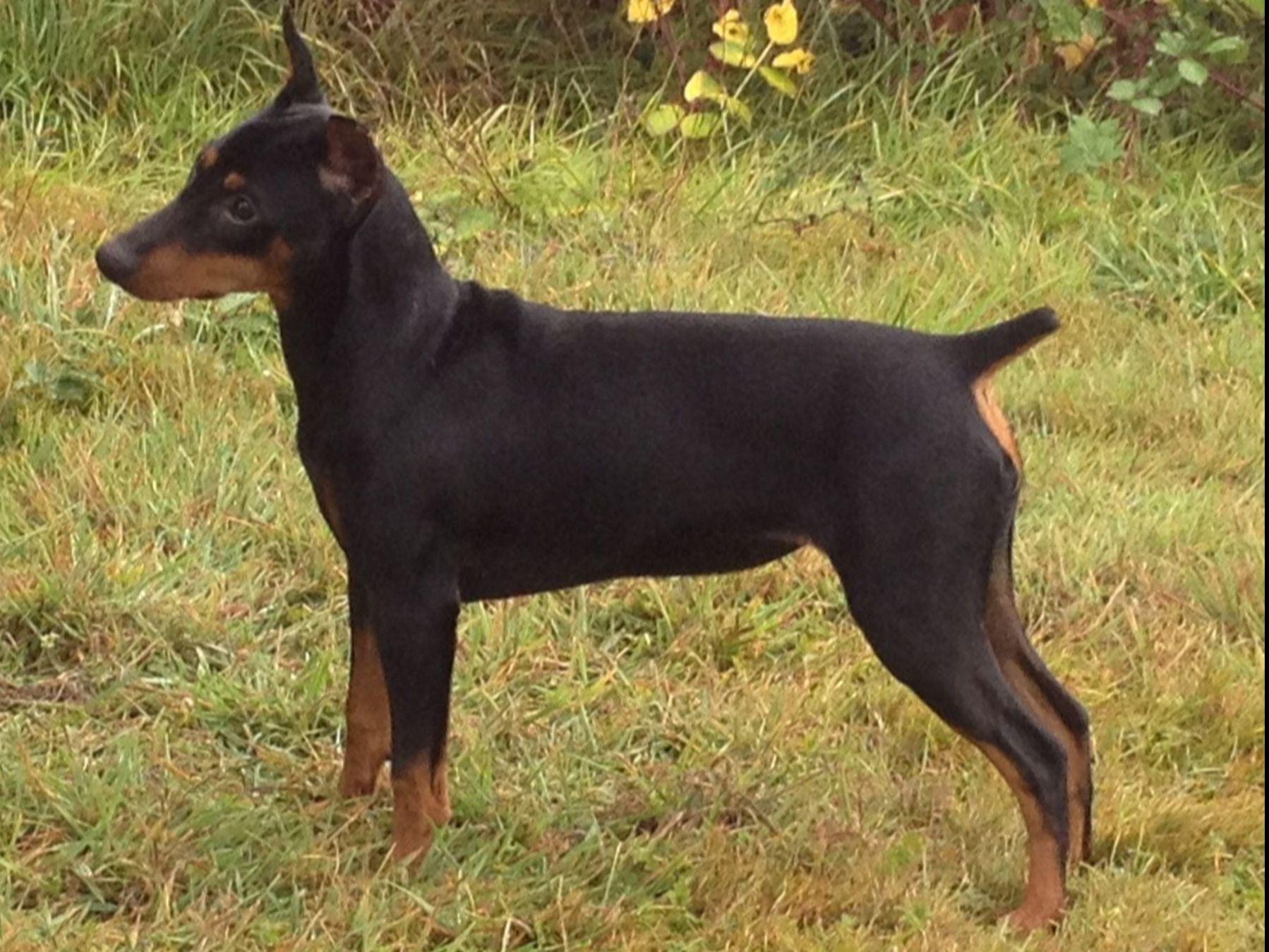 Oakwood German Pinschers Dog Breeders Tenino, WA