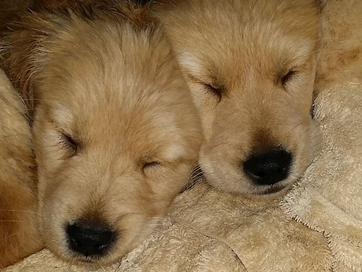 golden retriever breeders missouri golden retriever puppies for sale near hemet california akc marketplace golden retriever breeders missouri golden retriever puppies for sale near hemet california akc marketplace