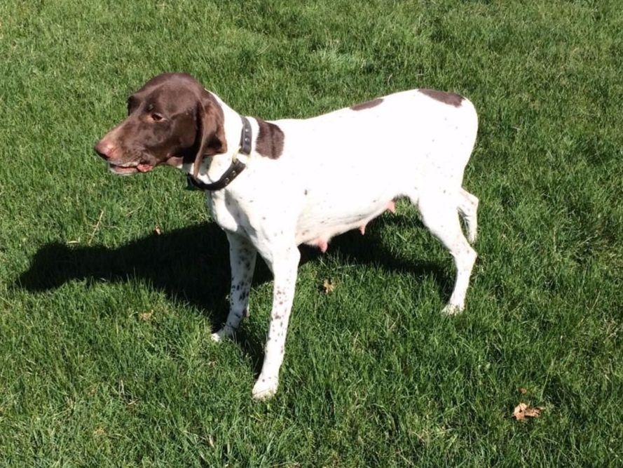 puppies for sale saratoga ny german shorthaired pointer puppies for sale akc marketplace puppies for sale saratoga ny german shorthaired pointer puppies for sale akc marketplace
