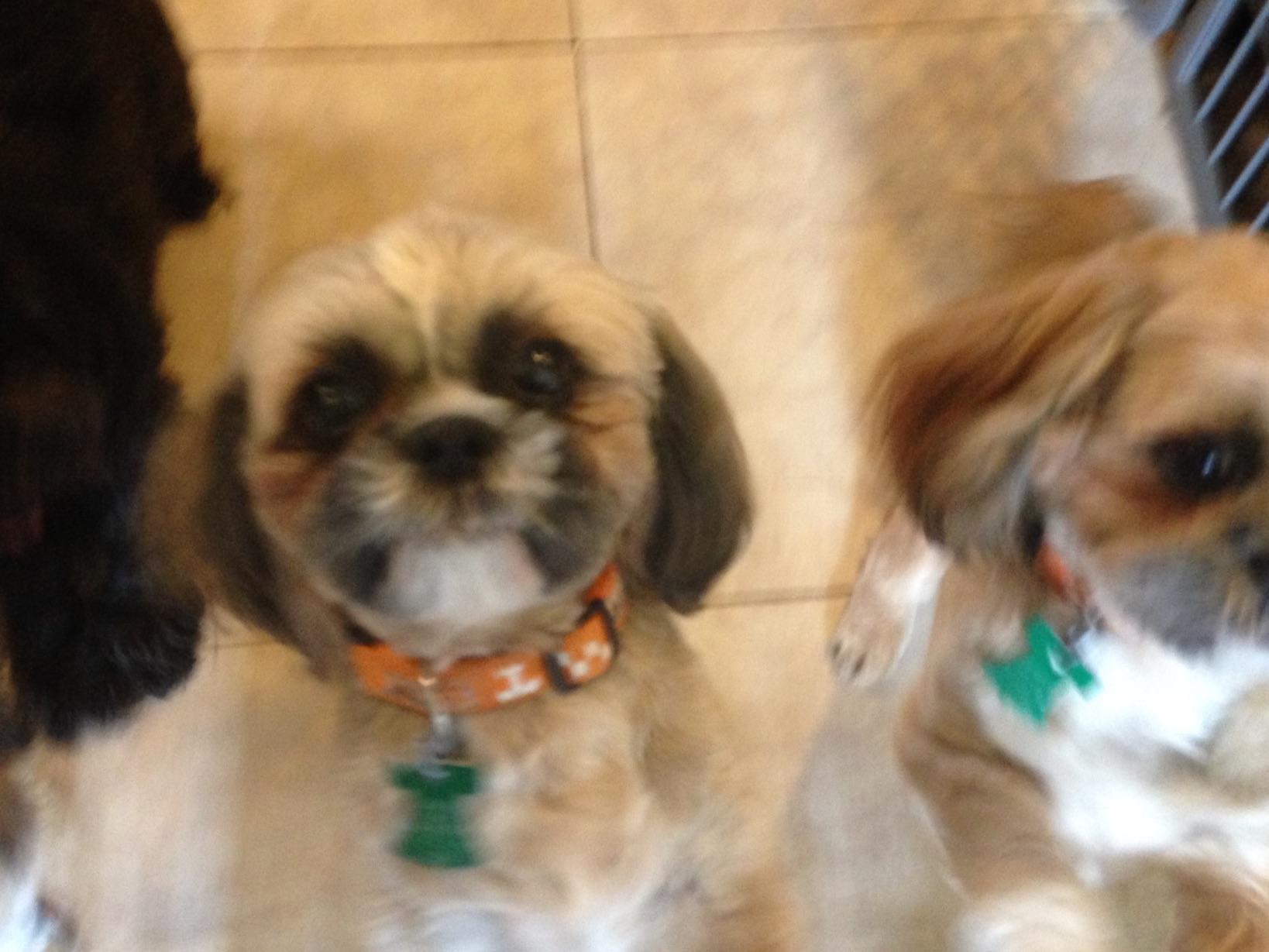 akc registered shih tzu puppies for sale shih tzu for sale by shih tzu puppies american kennel club akc registered shih tzu puppies for sale shih tzu for sale by shih tzu puppies american kennel club