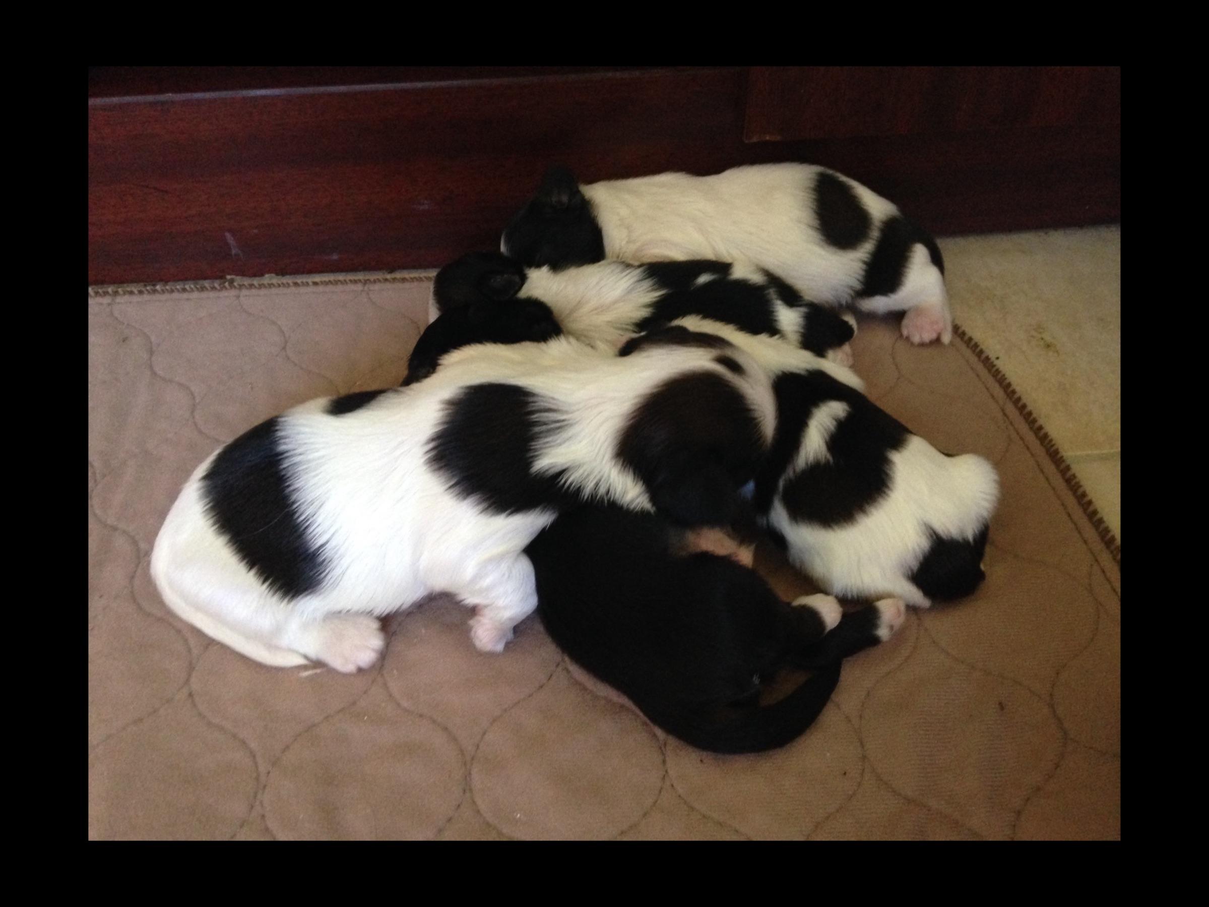 shih tzu puppies orlando shih tzu puppies breeders orlando fl shih tzu puppies orlando shih tzu puppies breeders orlando fl