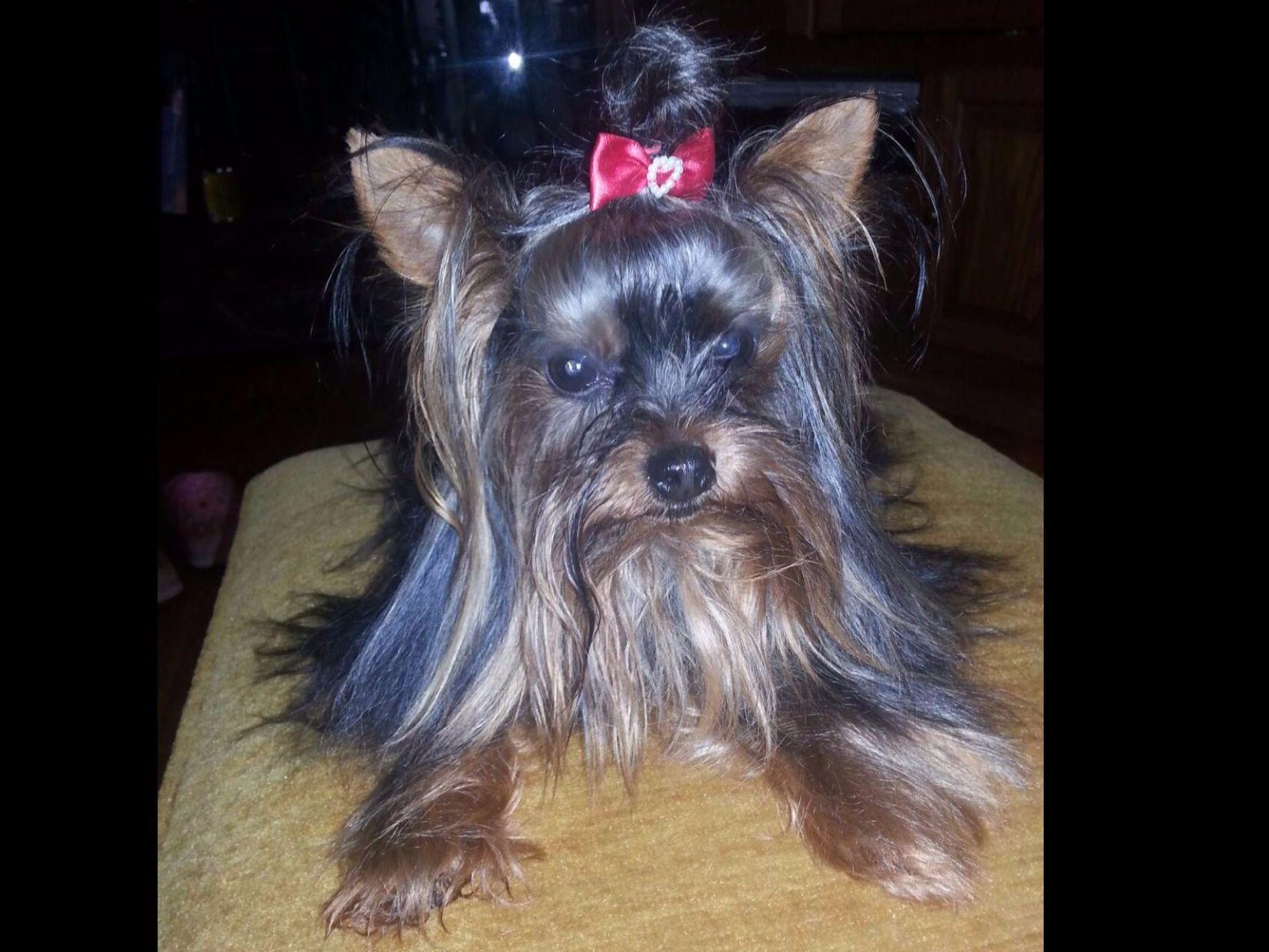 american yorkie terrier for sale by cynthia jewett american kennel club american yorkie terrier for sale by cynthia jewett american kennel club