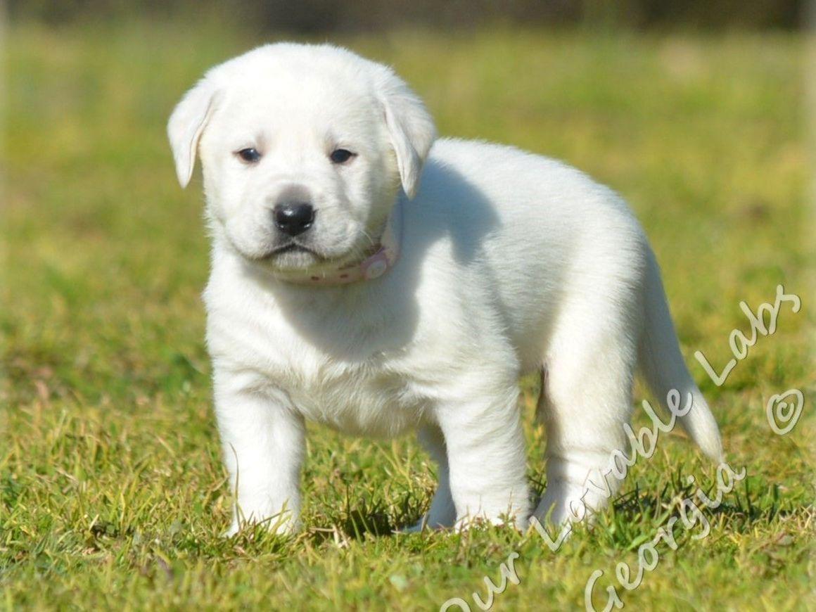 chocolate lab puppies ga labrador retriever for sale by imberi american kennel club chocolate lab puppies ga labrador retriever for sale by imberi american kennel club