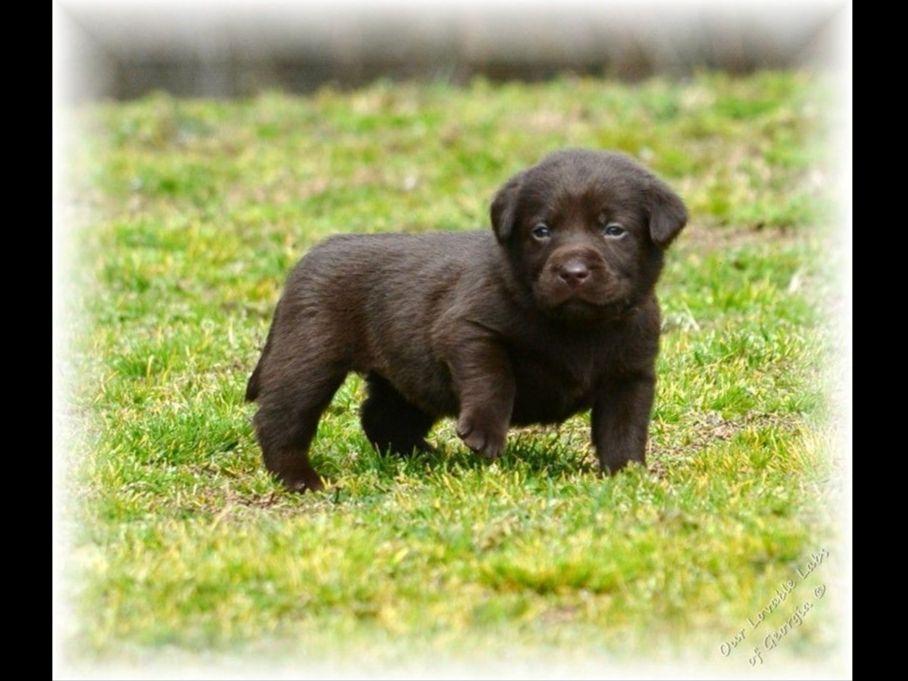 chocolate lab puppies ga labrador retriever for sale by imberi american kennel club chocolate lab puppies ga labrador retriever for sale by imberi american kennel club