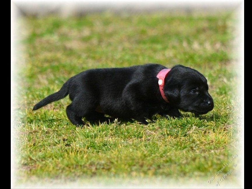 yellow lab puppies for sale in ga labrador retriever for sale by imberi american yellow lab puppies for sale in ga labrador retriever for sale by imberi american
