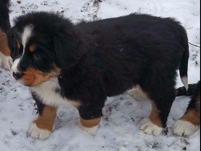 bernese mountain puppies illinois bernese mountain puppies peru il bernese mountain puppies illinois bernese mountain puppies peru il