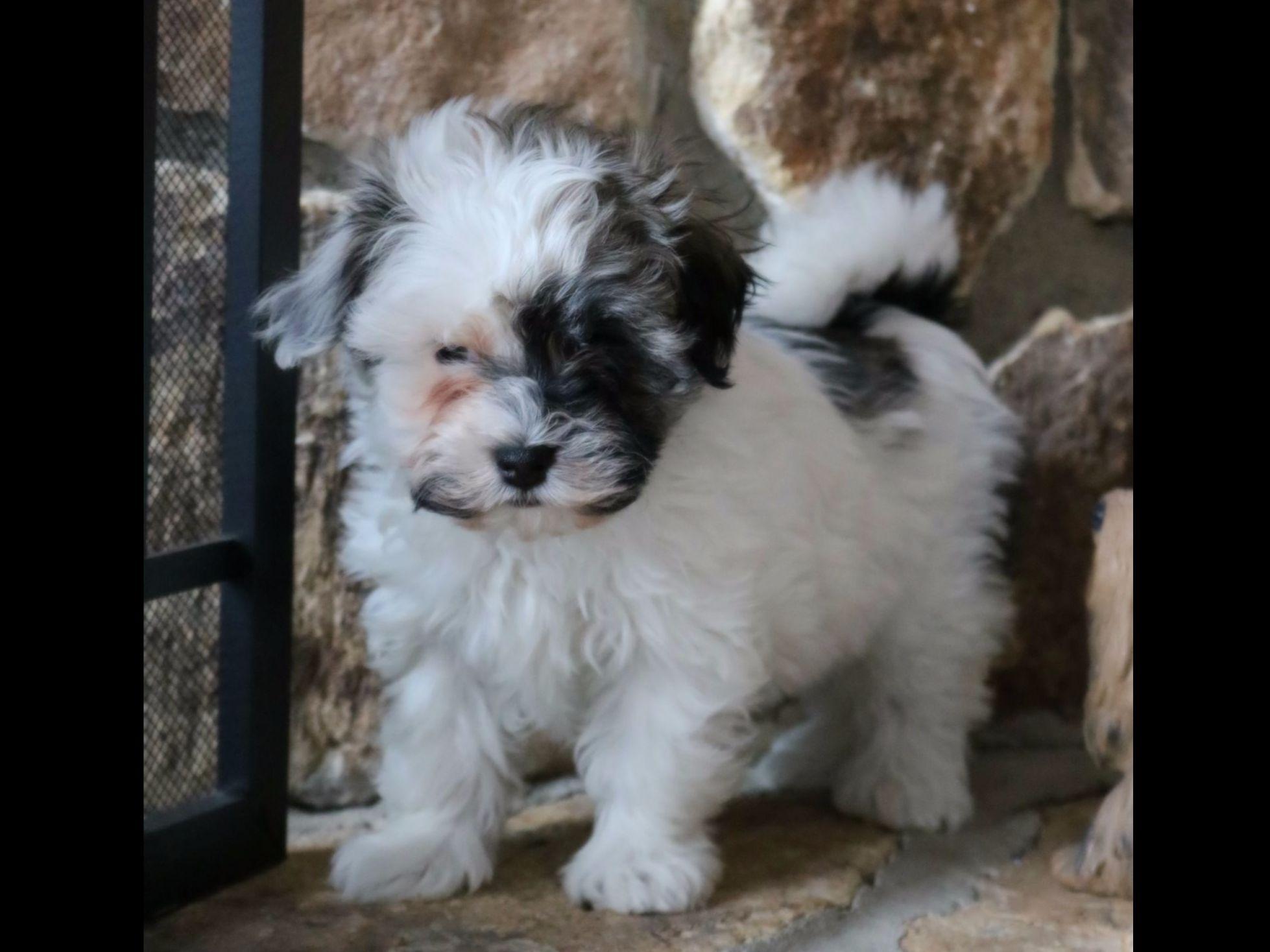havanese puppies available havanese for sale by betty hershberger american kennel club havanese puppies available havanese for sale by betty hershberger american kennel club