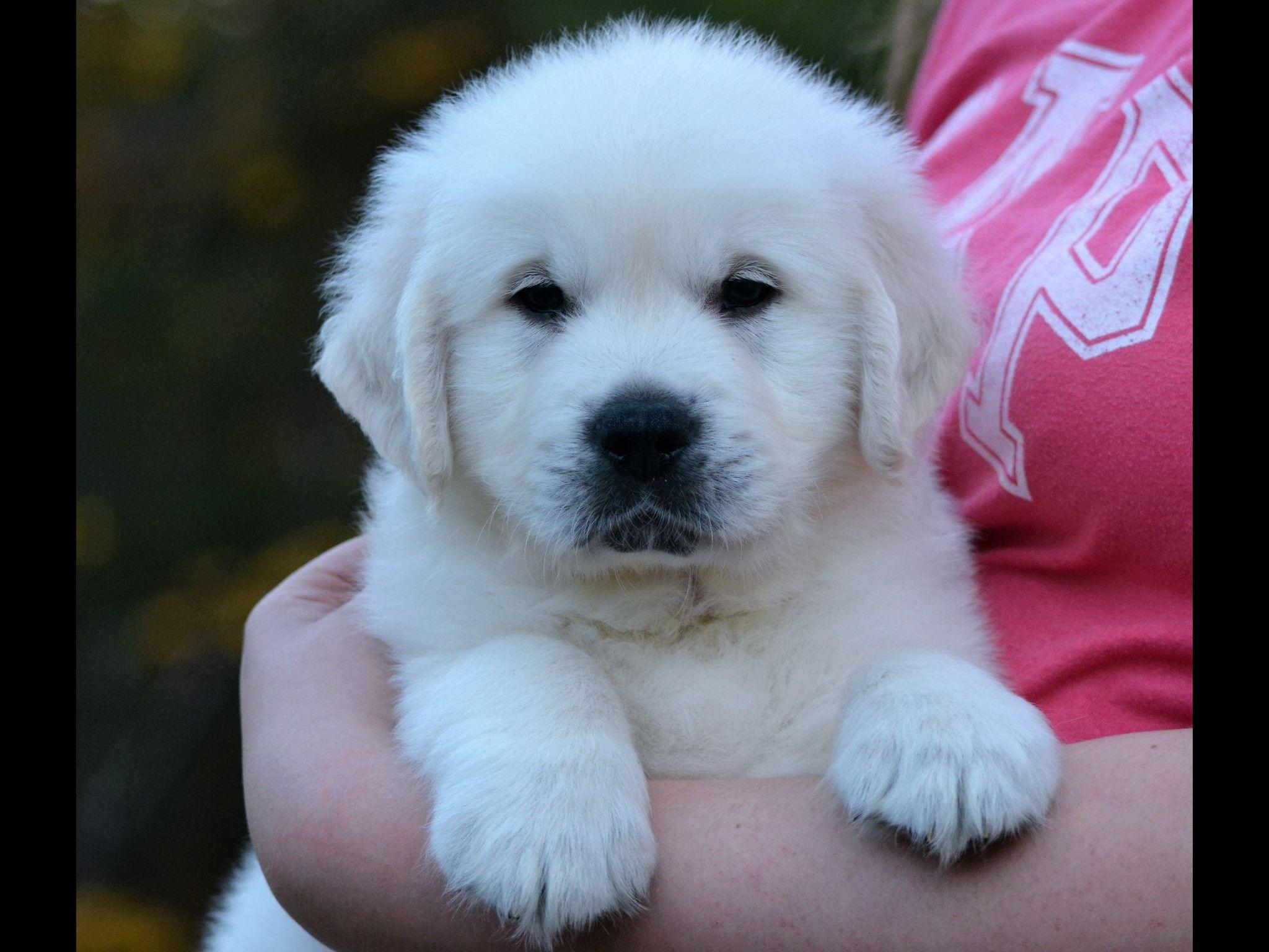 platinum golden retrievers platinum goldens golden retriever puppies for sale platinum golden retrievers platinum goldens golden retriever puppies for sale
