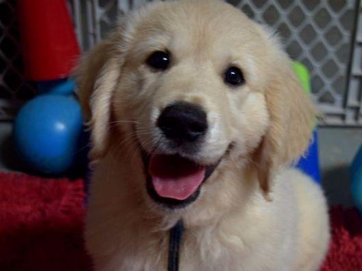 camelot house golden retrievers golden retrievers of camelot house llc puppies for sale camelot house golden retrievers golden retrievers of camelot house llc puppies for sale