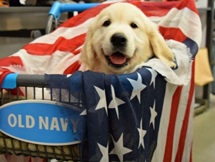 camelot house golden retrievers golden retrievers of camelot house llc puppies for sale camelot house golden retrievers golden retrievers of camelot house llc puppies for sale