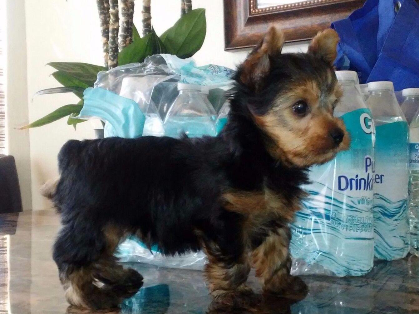 Yorkshire Terrier For Sale by Gabi's Yorkies American Kennel Club