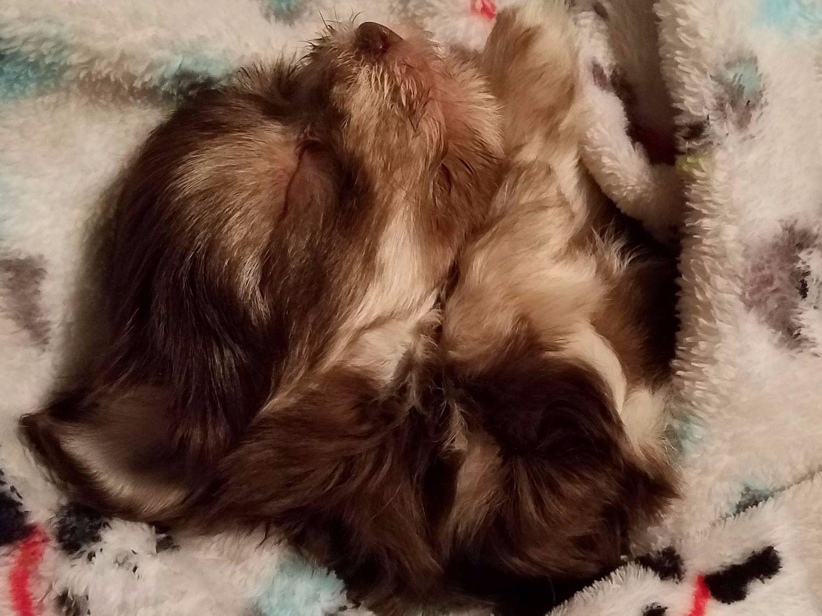 havanese puppies adelaide silky ness havanese havanese puppies for sale havanese puppies adelaide silky ness havanese havanese puppies for sale