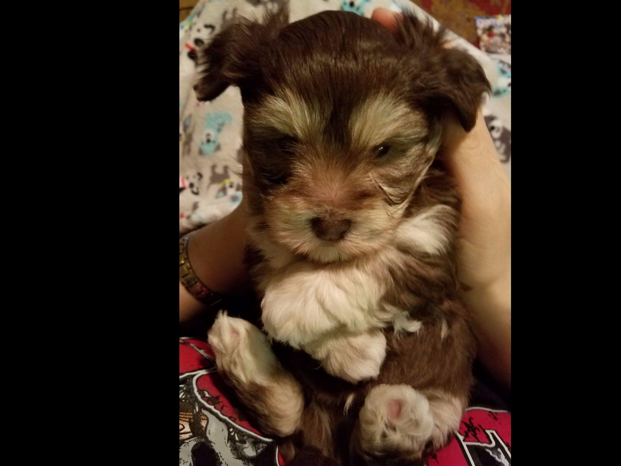 havanese puppies adelaide silky ness havanese havanese puppies for sale havanese puppies adelaide silky ness havanese havanese puppies for sale