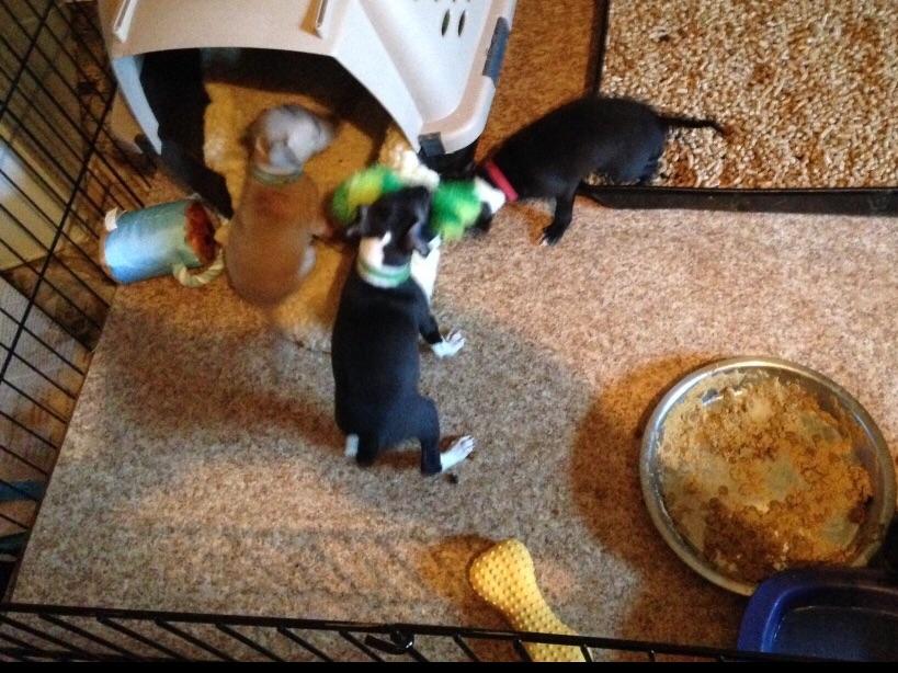 yorkie puppies for sale in scranton pa italian greyhound puppies for sale akc marketplace yorkie puppies for sale in scranton pa italian greyhound puppies for sale akc marketplace