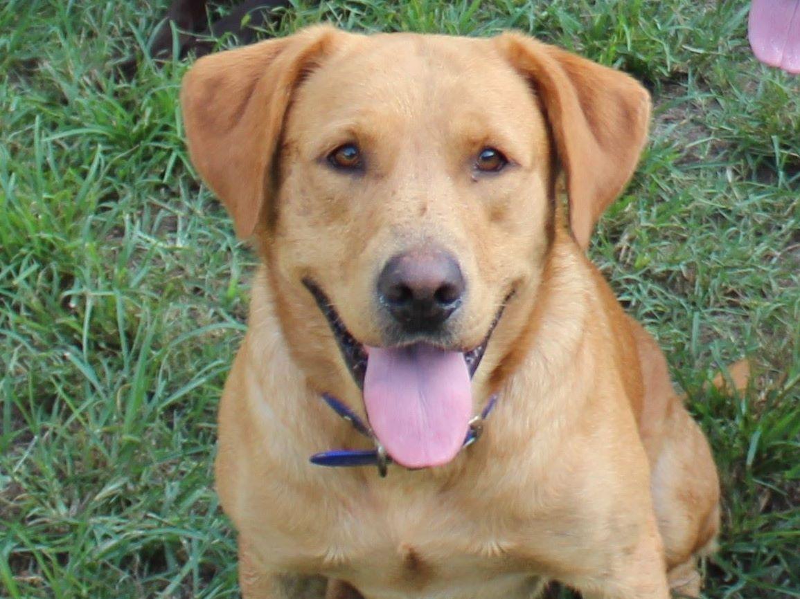 Allen Chief Loyal Labs Labrador Retriever Puppies For Sale