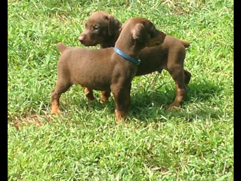 doberman puppies breeders dblhearts dobermans breeders collinwood tn doberman puppies breeders dblhearts dobermans breeders collinwood tn