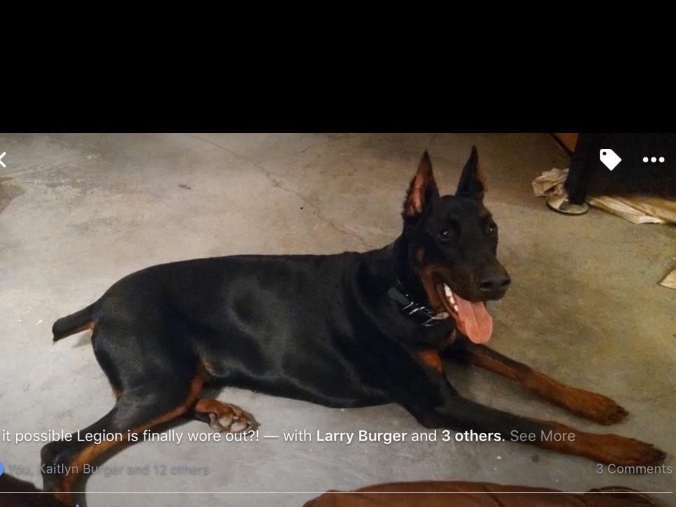 Dblhearts Dobermans Puppies For Sale