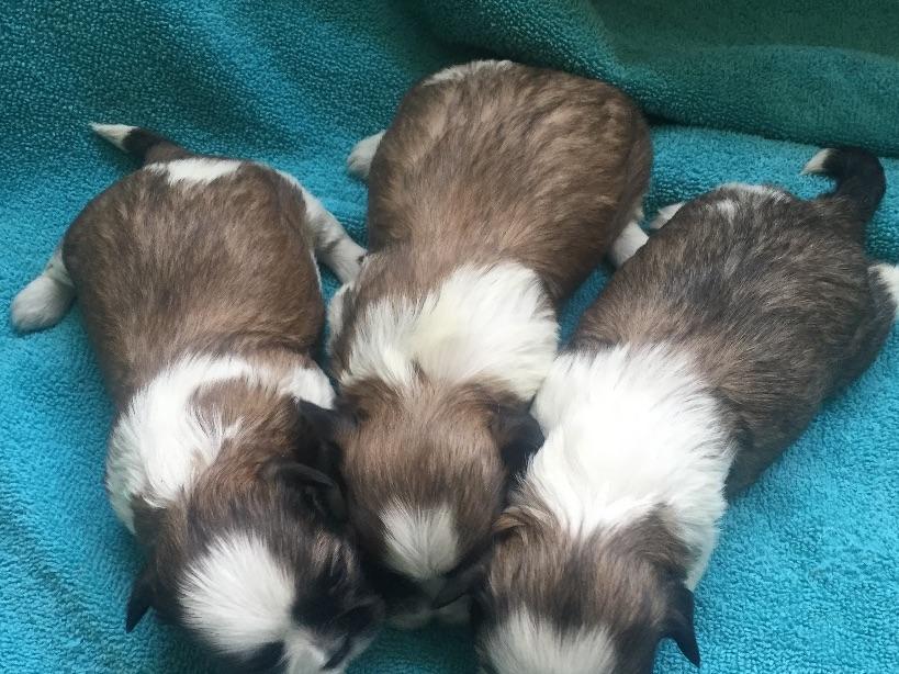 Sycamore Hill Kennel Miniature Schnauzer Puppies For Sale