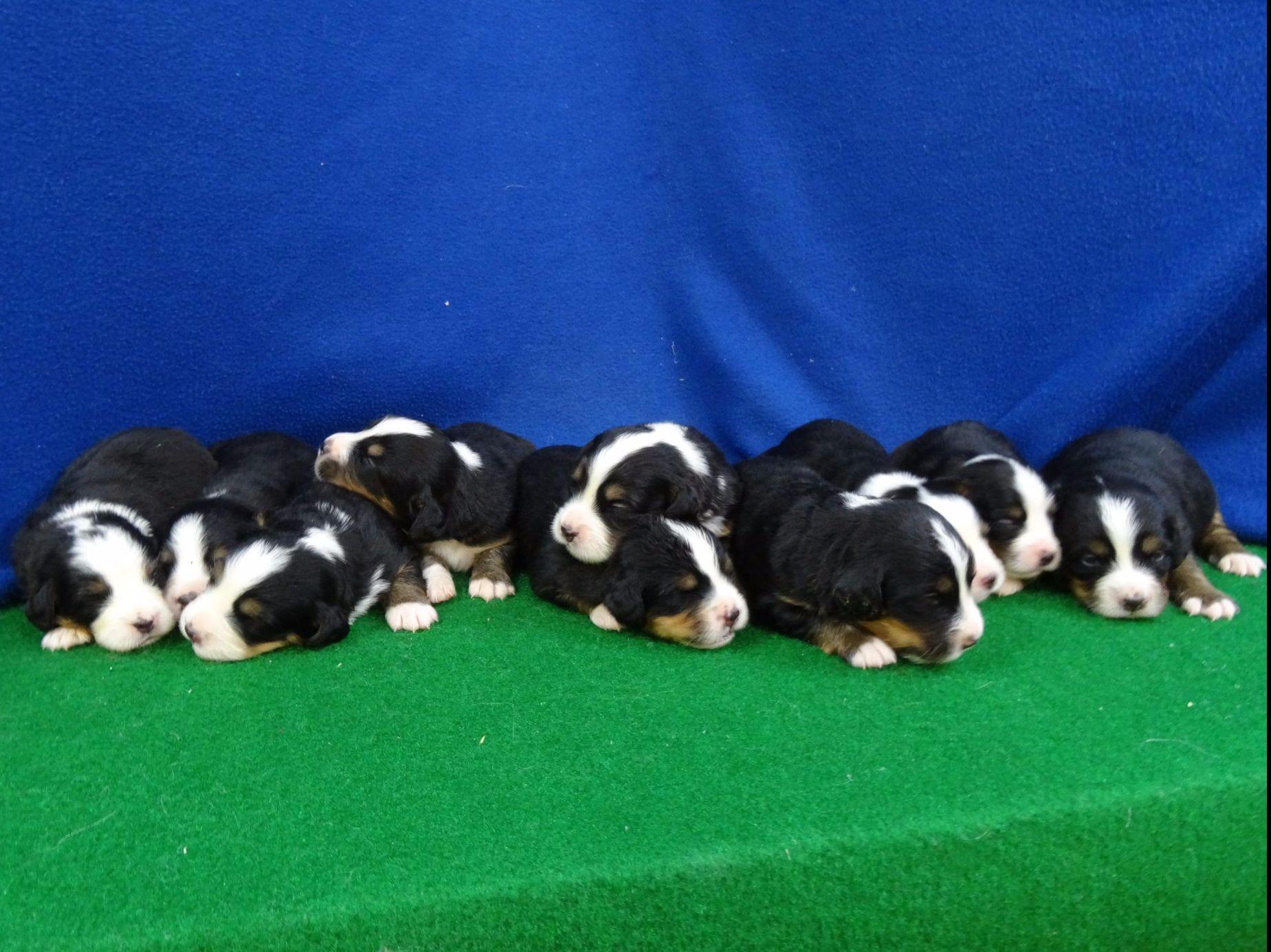 akc marketplace puppies bernese mountain for sale by big kennel american kennel club akc marketplace puppies bernese mountain for sale by big kennel american kennel club