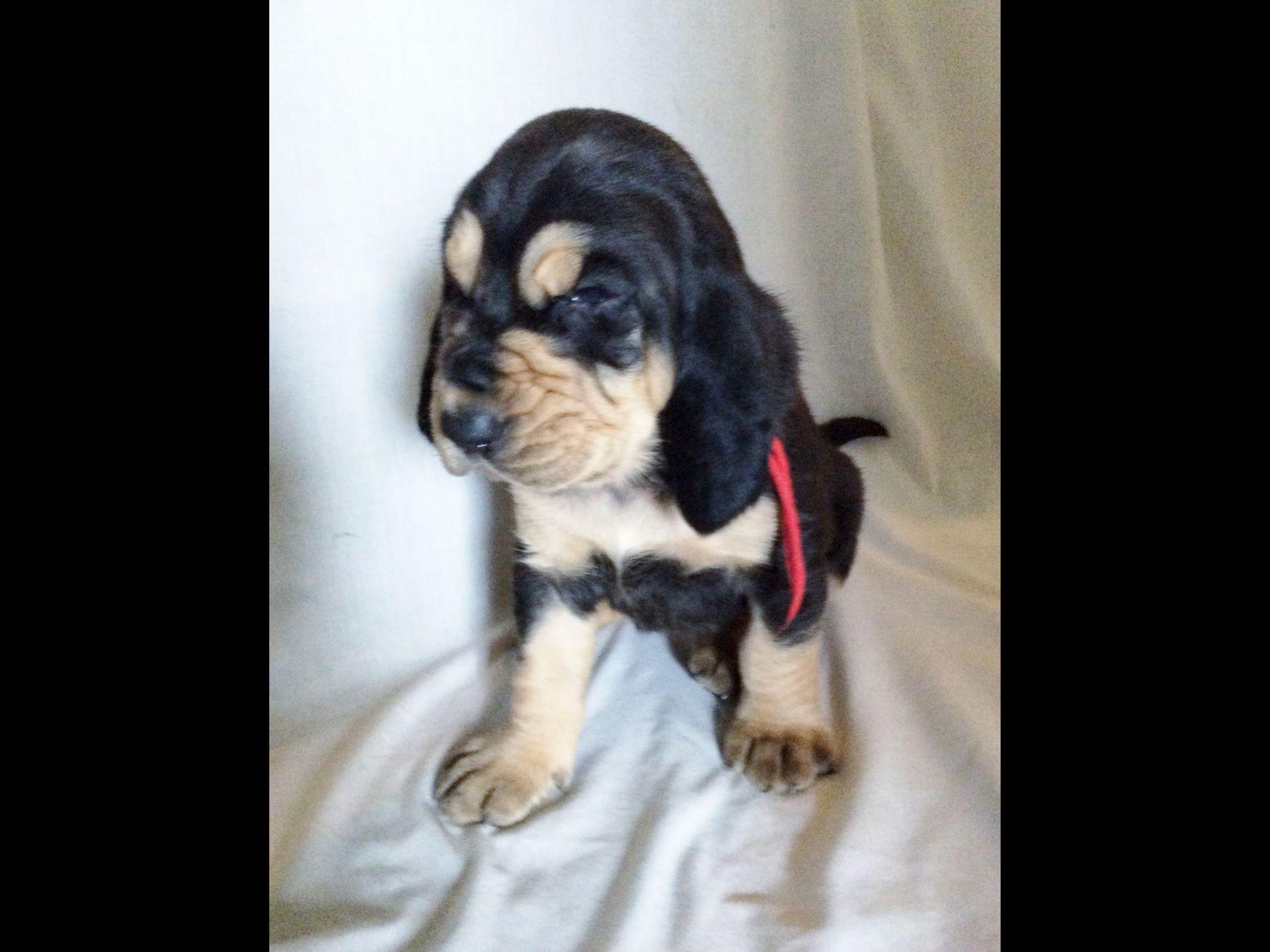 bloodhound puppies for sale in pa bloodhound for sale by s susquehanna valley bloodhounds american kennel club bloodhound puppies for sale in pa bloodhound for sale by s susquehanna valley bloodhounds american kennel club