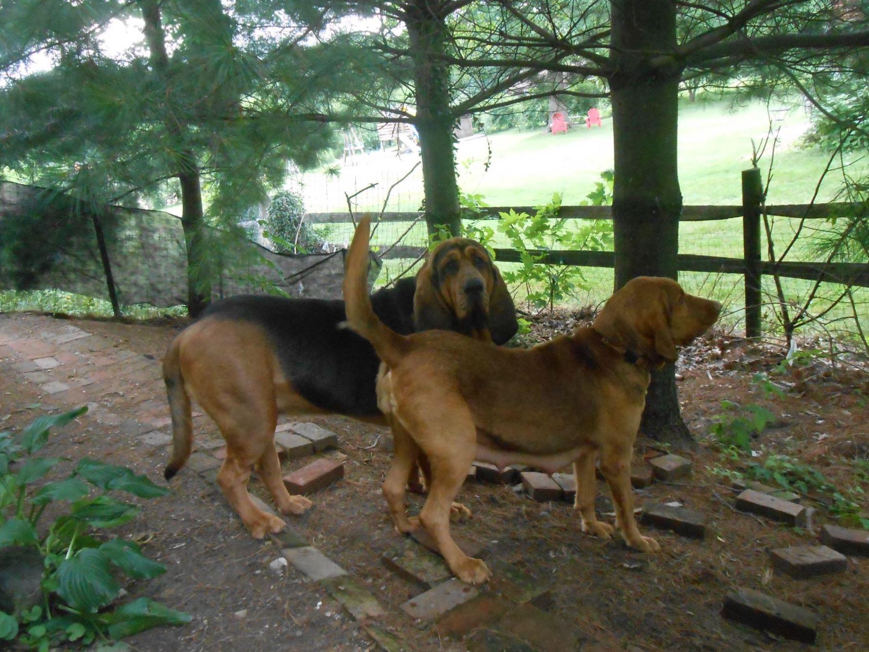 bloodhound puppies for sale in pa bloodhound for sale by s susquehanna valley bloodhounds american kennel club bloodhound puppies for sale in pa bloodhound for sale by s susquehanna valley bloodhounds american kennel club