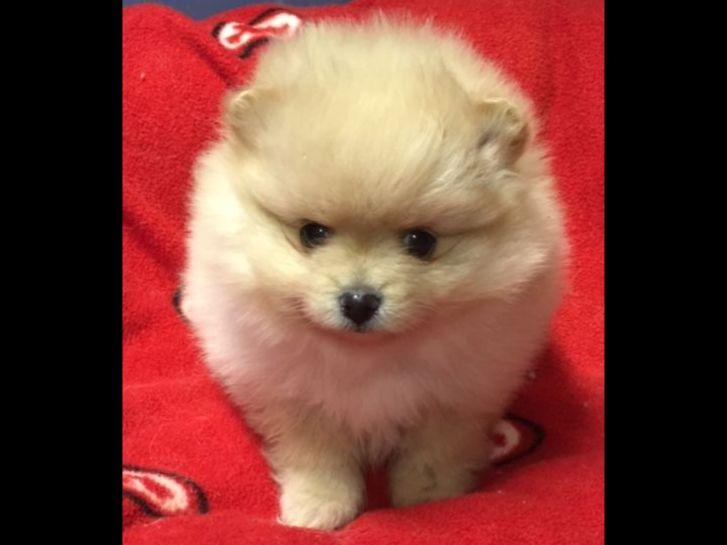 akc pomeranian puppies pomeranian for sale by avalon poms american kennel club akc pomeranian puppies pomeranian for sale by avalon poms american kennel club