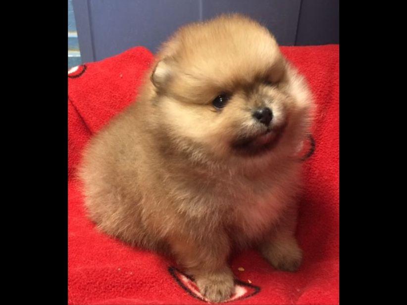kennel club pomeranian breeders pomeranian for sale by avalon poms american kennel club kennel club pomeranian breeders pomeranian for sale by avalon poms american kennel club