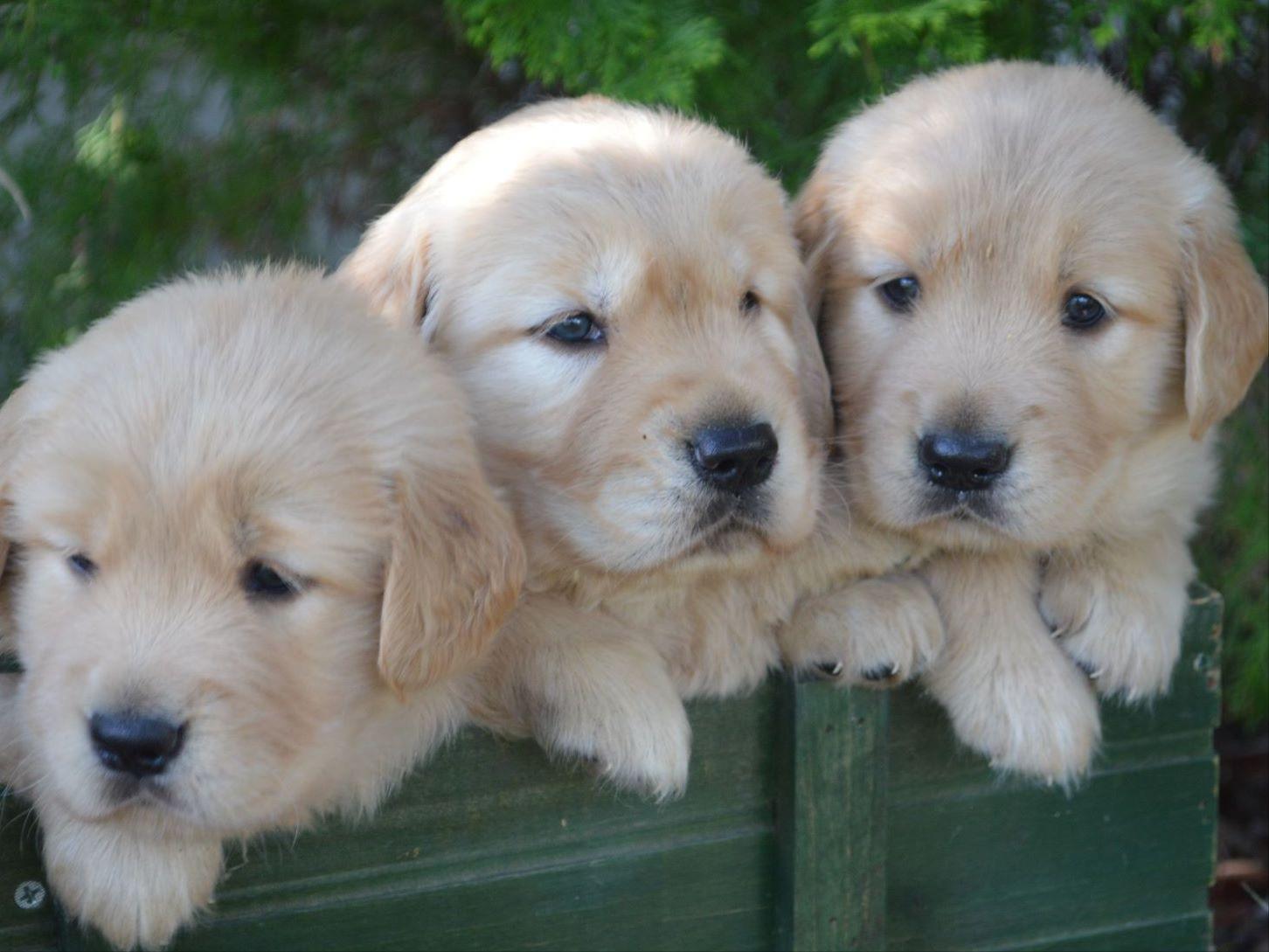 golden retriever akc standard akc golden retriever standard golden retriever akc standard akc golden retriever standard