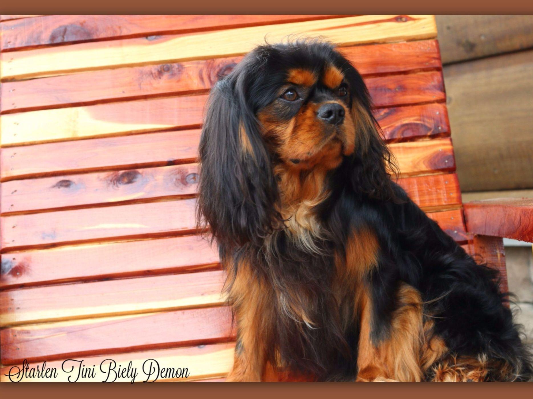 Cavalier King Charles Spaniel For Sale by Marino's Precious Cavaliers