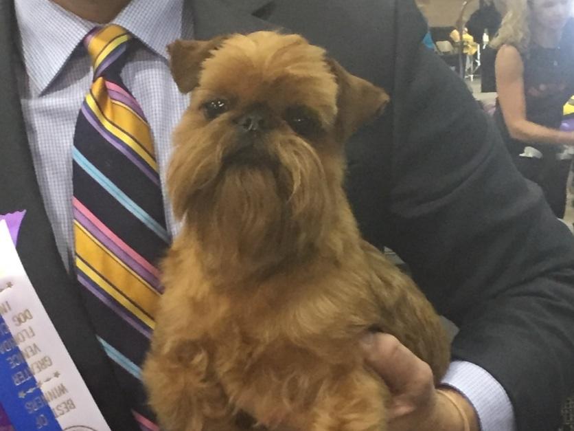 Parisfield Brussels Griffons Puppies For Sale