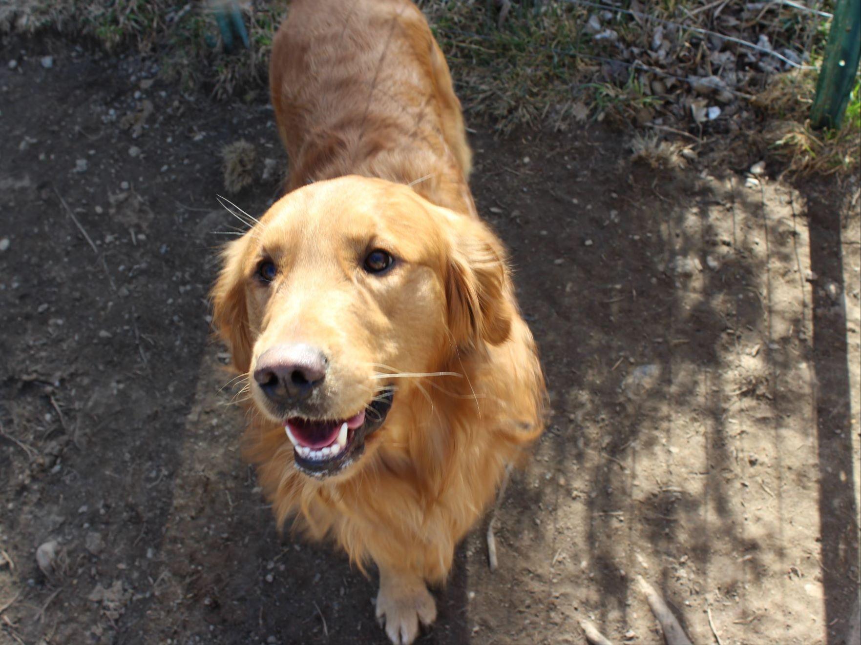 Golden Retriever For Sale by WhalensWonderfulGoldenRetrievers