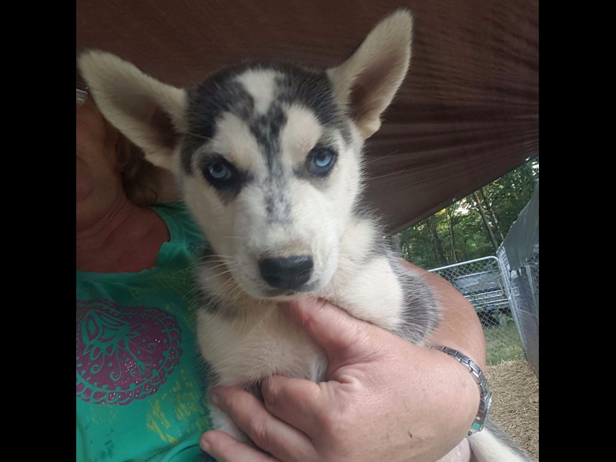 Siberian Husky For Sale by Ronie's Siberian Huskies and Dachshunds