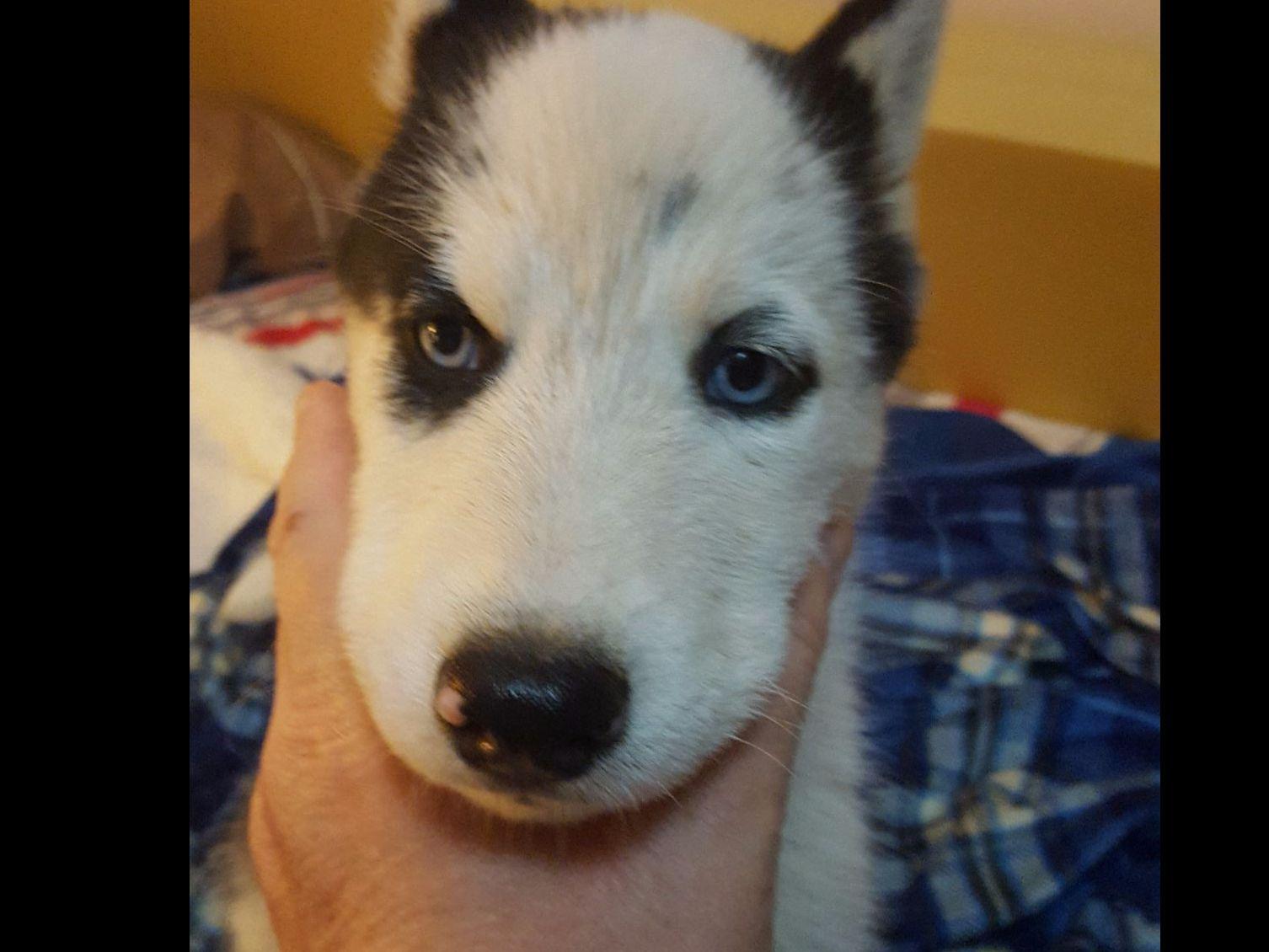 Ronie's Siberian Huskies and Dachshunds pups Dog Breeders New