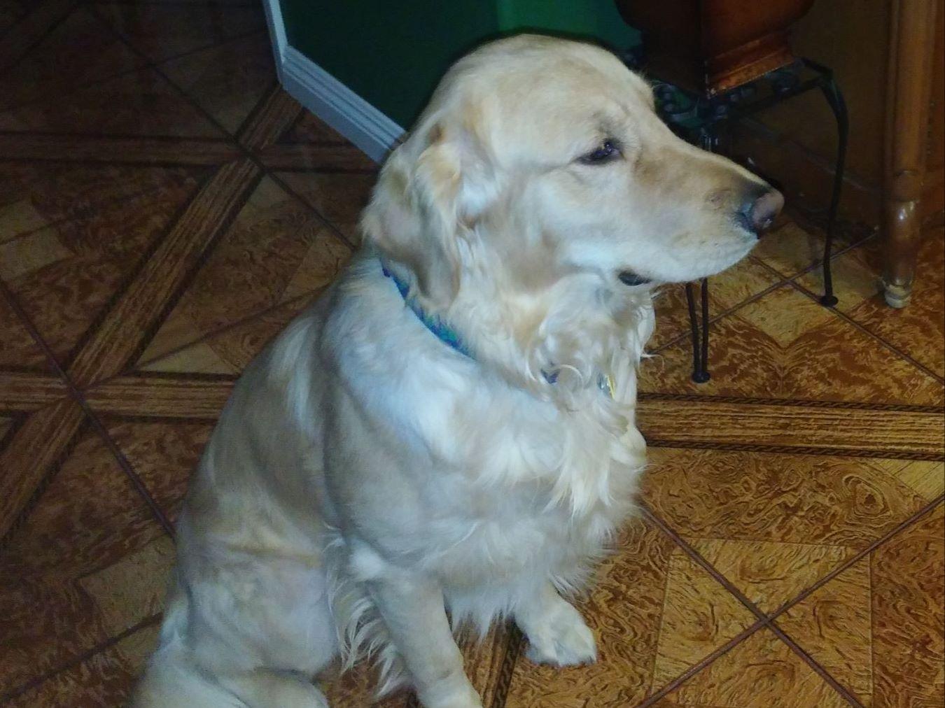 golden retriever puppies las vegas nv nlv goldens breeders las vegas nv golden retriever puppies las vegas nv nlv goldens breeders las vegas nv