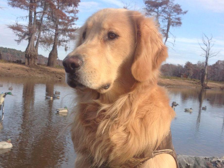 Golden Retriever For Sale by Jennifer & Jerry Pye American Kennel Club