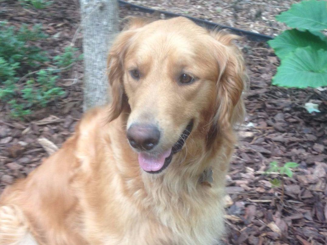 Golden Retriever For Sale by Jennifer & Jerry Pye American Kennel Club